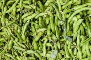 Broad Beans
