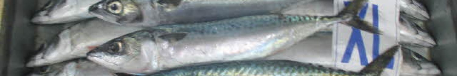 New-Sea-ApS-Chile-Sea-frozen-Mackerel-500-800-gr-XL-Fresh-1