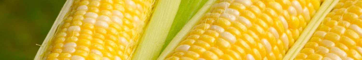 A basket of sweet corn, three ears partially husked