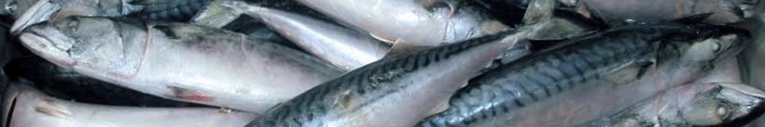 horse-mackerel-1515601591-3571578